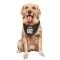 Brown Cleveland Browns Brenden Bates   Dog & Cat Pet Bandana