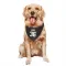 Brown Cleveland Browns Jacob Kibodi   Dog & Cat Pet Bandana