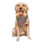 Gray Cleveland Browns Jaelen Gill   Dog & Cat Pet Bandana