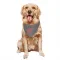 Gray Cleveland Browns Tre' McKitty   Dog & Cat Pet Bandana