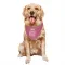 Pink Cleveland Browns Brenden Bates   Dog & Cat Pet Bandana