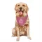 Pink Cleveland Browns Jaelen Gill   Dog & Cat Pet Bandana