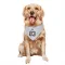 White Cleveland Browns Jaelen Gill   Dog & Cat Pet Bandana